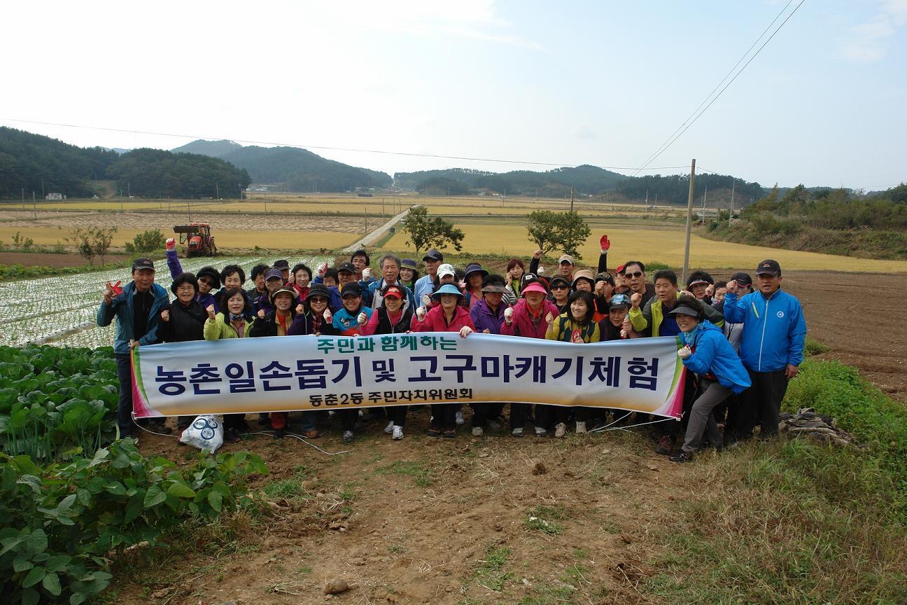 동춘2동 주민자치센터, 농촌일손 돕기 및 고구마 캐기 체험의 1번째 이미지