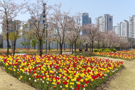 송도국제도시 내 조성 튤립꽃밭 만개의 1번째 이미지