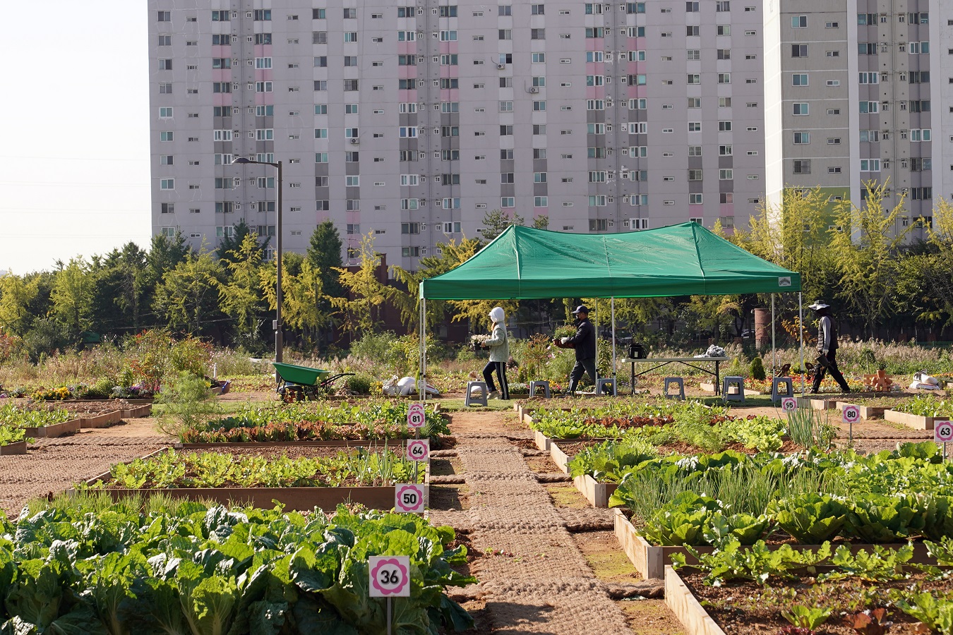 연수구, 도시 속 나만의 ‘도시텃밭’ 가꾸세요.의 2번째 이미지