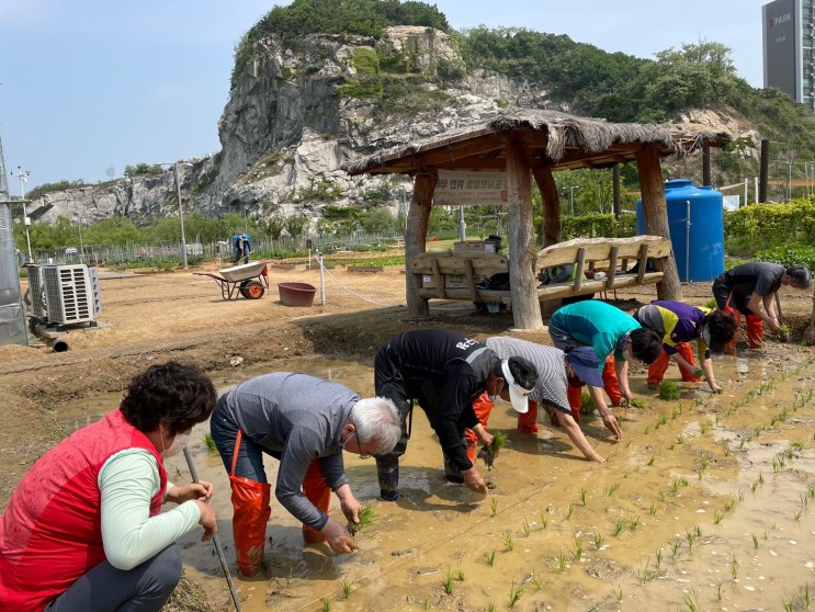 연수구, 송도석산텃밭 손모내기 체험 실시의 2번째 이미지